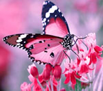 Pink Butterfly